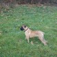 Rocco con 4 meses 

